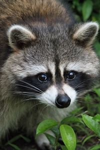 Close-up portrait of animal