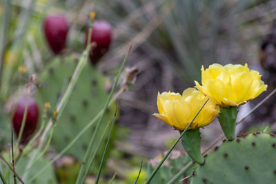 Close-up of yellow flowering plant