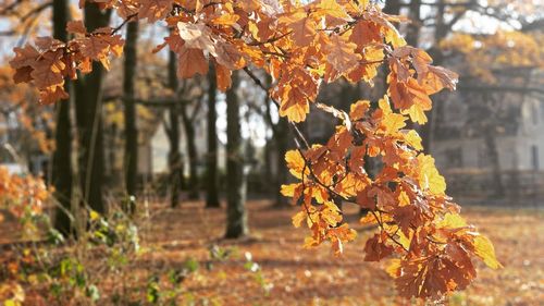 Close-up of maple leaves on tree during autumn