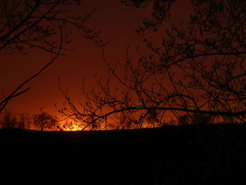 Silhouette of trees at sunset