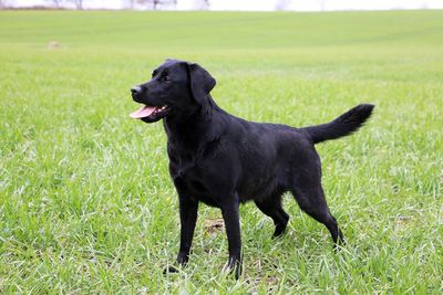 Black dog on field