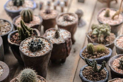 Close-up of cactus plants