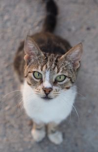 High angle portrait of cat sitting on land