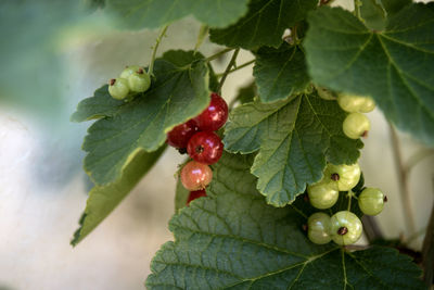 Close-up of red berries growing on tree