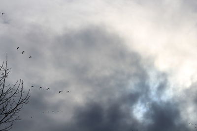 Low angle view of bird flying against cloudy sky