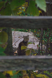 Portrait of a cat