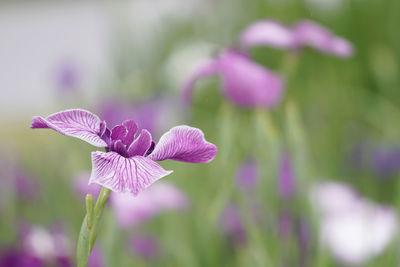 Close-up of pink flowering plant