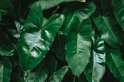 Full frame shot of fresh green leaves