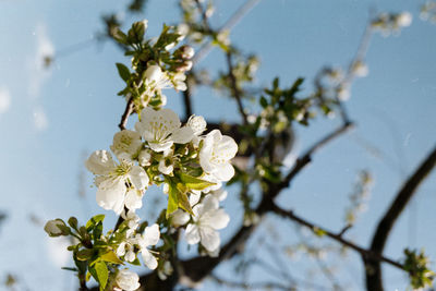 Close-up of white cherry blossoms in spring