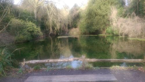 Reflection of trees in water