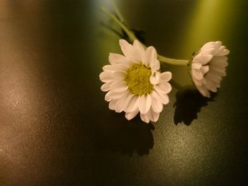 Close-up of pink flowers
