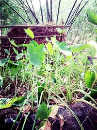 Close-up of plant growing on field