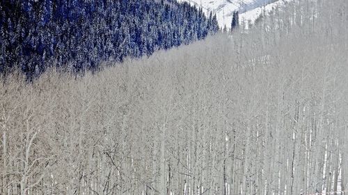 Frozen trees on field during winter