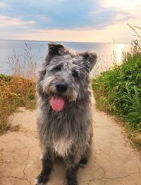 Portrait of dog sticking out tongue on beach