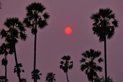 Low angle view of palm trees against sky during sunset