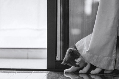 Close-up of cat looking through window at home