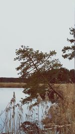 Bare trees against clear sky