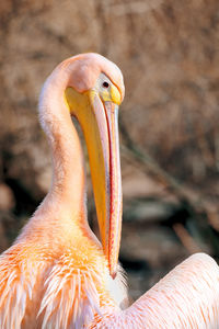 Close-up of a bird