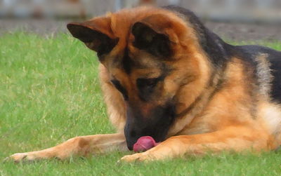 Close-up of dog lying on grass