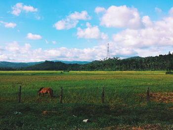 Horse grazing on field