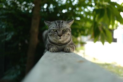 Close-up portrait of a cat