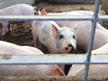 Close-up of sheep in pen