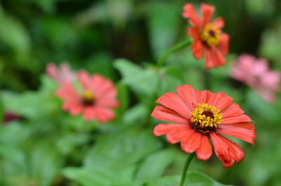 Close-up of pink and orange flower in park