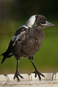 Close-up of bird perching