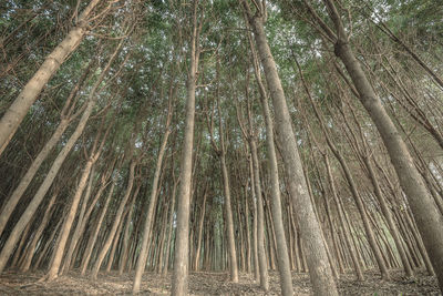 Full frame shot of bamboo trees in forest