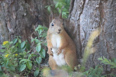 Close-up of squirrel on tree trunk