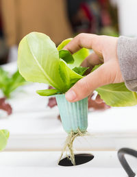 Close-up of hand holding leaves