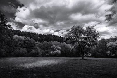 Trees on field against sky