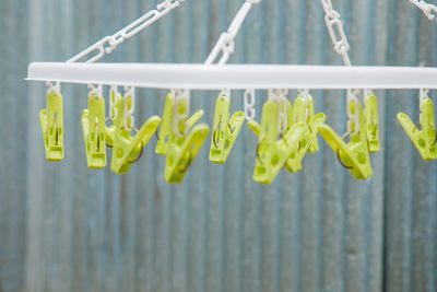 Close-up of yellow flowers hanging on fence