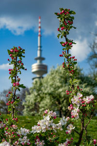View of flowering plants in city