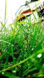 Close-up of fresh green plant