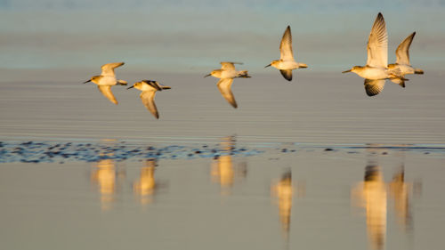 Seagulls flying over lake