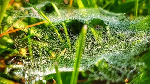 Close-up of spider web on plant