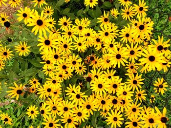 Full frame shot of yellow flowering plant