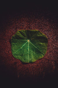 High angle view of green leaf