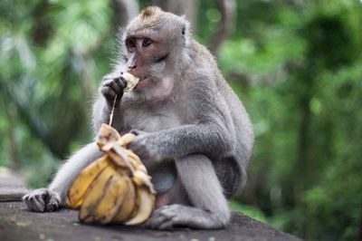 Monkey eating banana on rock
