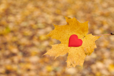 Close-up of yellow maple leaf