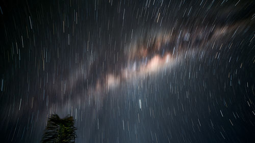 Low angle view of trees against sky at night