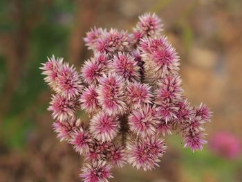 Close-up of pink flowering plant