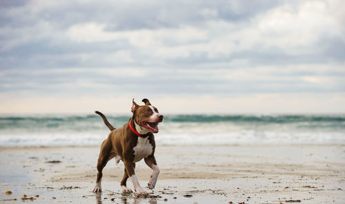 American pit bull terrier walking on sea shore