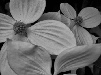 Close-up of flowers