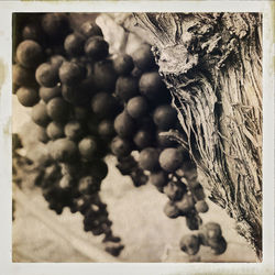 Close-up of berries on tree trunk