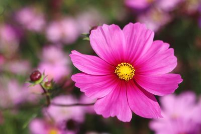 Close-up of pink cosmos flower