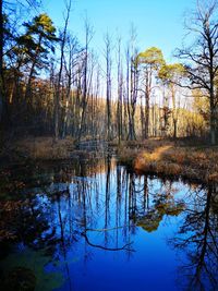Reflection of trees in lake