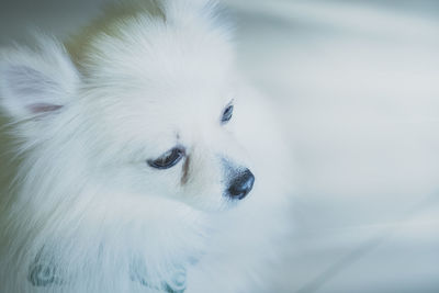 Close-up of dog looking away