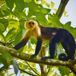 Low angle view of monkey on tree